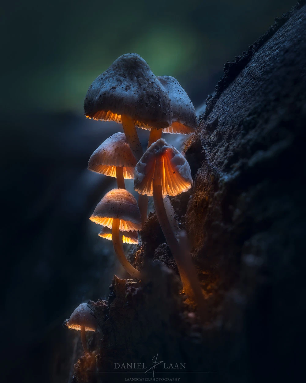 Glowing Mushrooms by Daniel Laan, showing the quality of the Tamron 90mm.