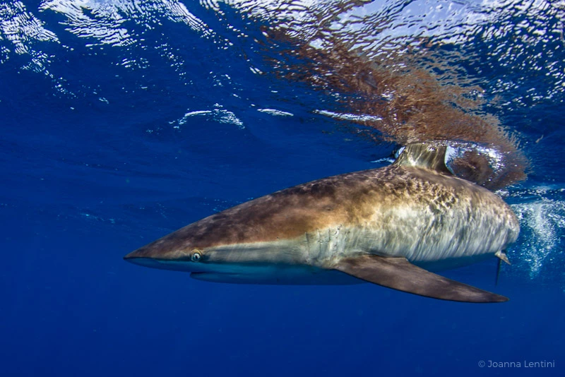 underwater photography, silky shark, shark photography, sharks