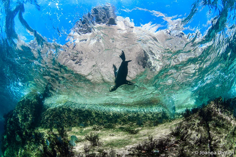 underwater photography, underwater, wide-angle, composition, sea lion, 