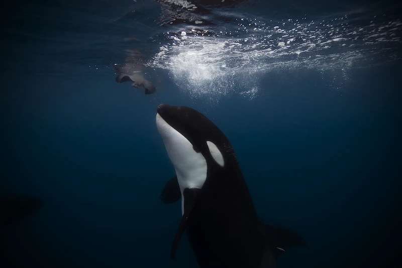 stingray, orca, killer whale, sea of cortez, pelagic fleet, solar v, jorge cervera hauser