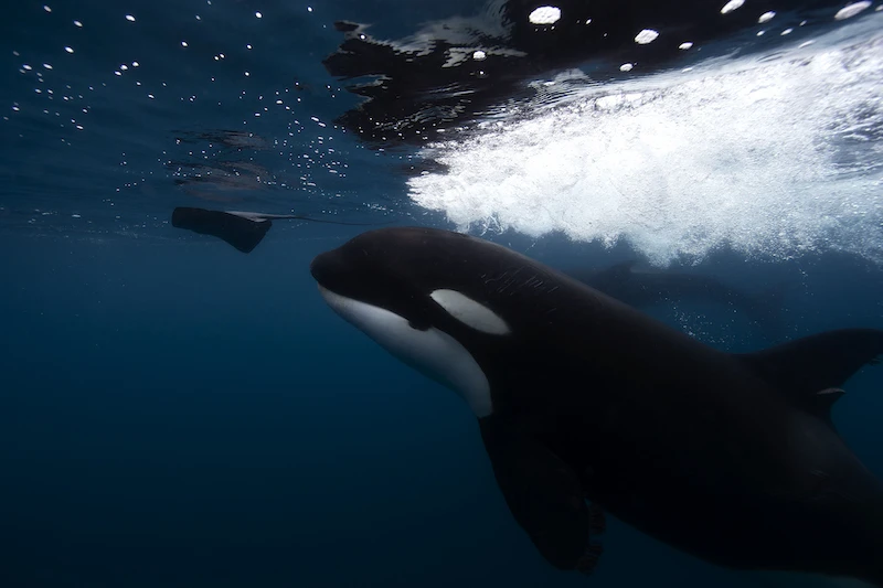 orcas, killer whales, stingrays, sea of cortez, jorge cervera hauser, solmar v, pelagic fleet