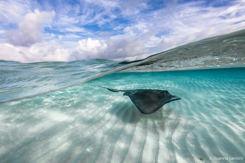 over-under, split shot, underwater photography, grand cayman, cayman, stingray