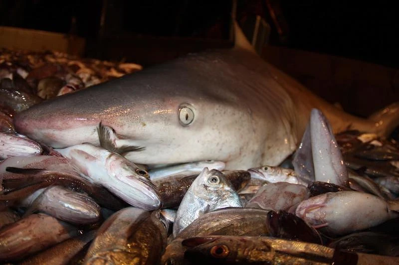 bycatch, fishing, brian raymond, conservation photography, rhode island,