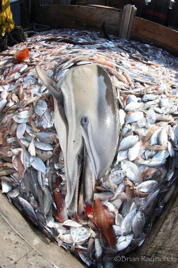 dolphin, bycatch, commercial fishing, fishing industry, conservation photography, brian raymond, rhode island, noaa, fisheries