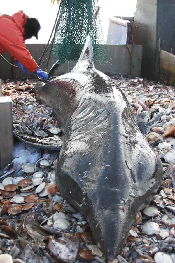 bycatch, noaa, brian raymond, rhode island, conservation photography, fishing, basking shark 