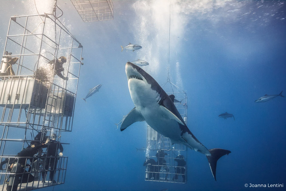 nautilus liveaboards, nauticam, photographing sharks, guadalupe, mexico, great white sharks, cage diving