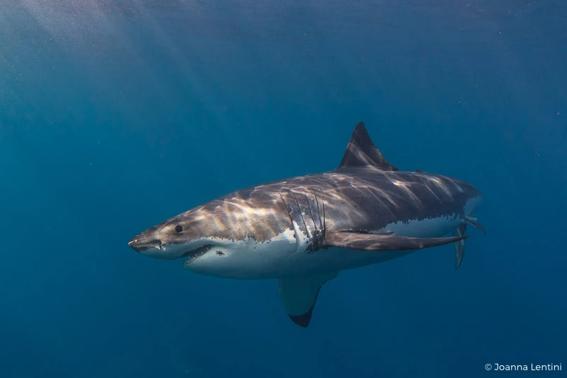 great white, white shark, sharks, photographing sharks, guadalupe, mexico, underwater photography