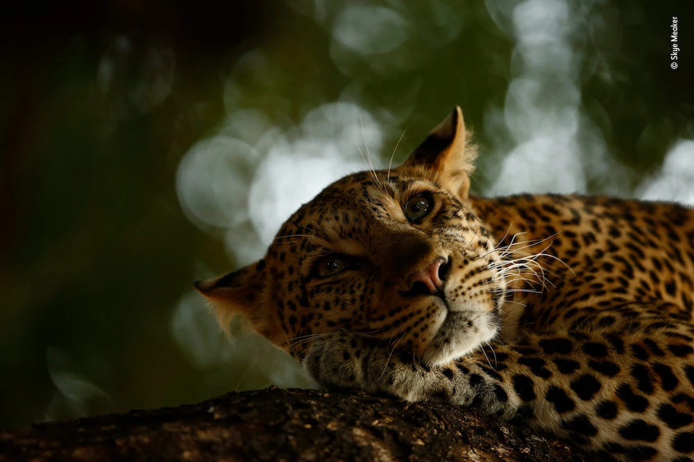young wildlife photographer of the year, wildlife photography, Skye meaker