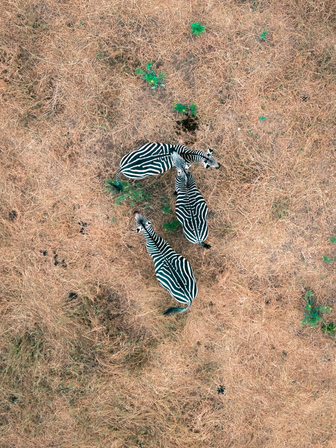 Shot on DJI Mavic 2 Zoom