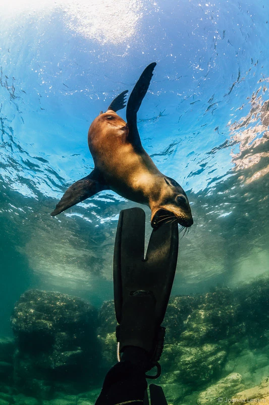 underwater photography, sea lions, photographing sea lions