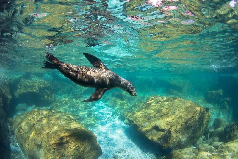 underwater photography, sea lions, photographing sea lions