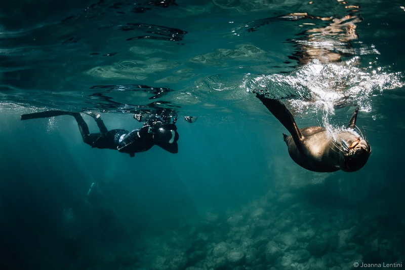 underwater photography, sea lions, photographing sea lions
