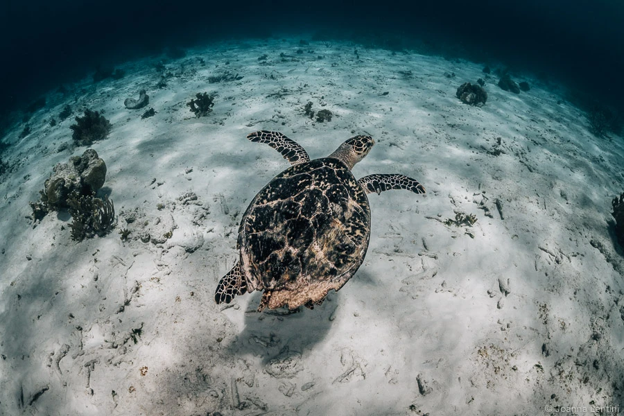bonaire, underwater photography, Joanna Lentini, sea turtle