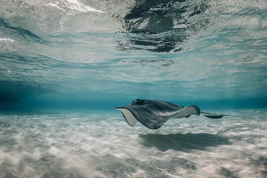 grand cayman, stingray city, Cayman Islands, underwater photography, Joanna Lentini