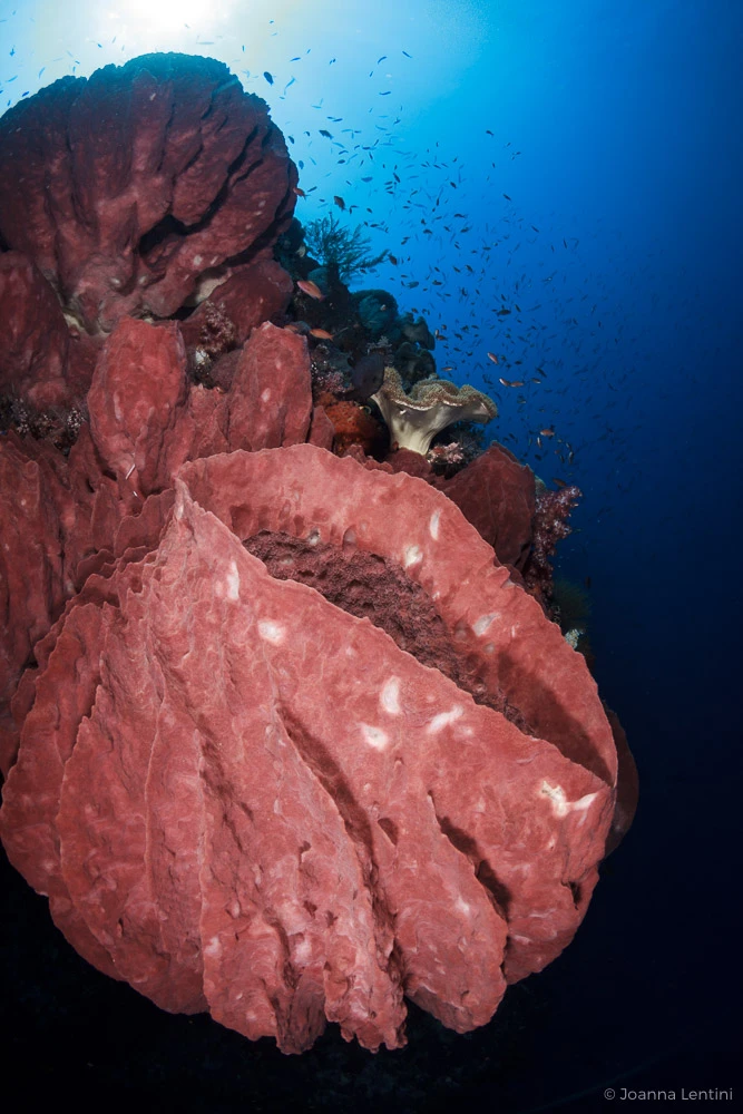 close focus, underwater photography, tokina 10-17, joanna lentini