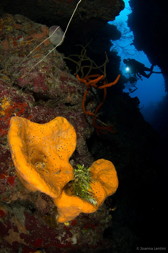 close focus, wide angle, underwater photography, tokina 10-17, joanna lentini