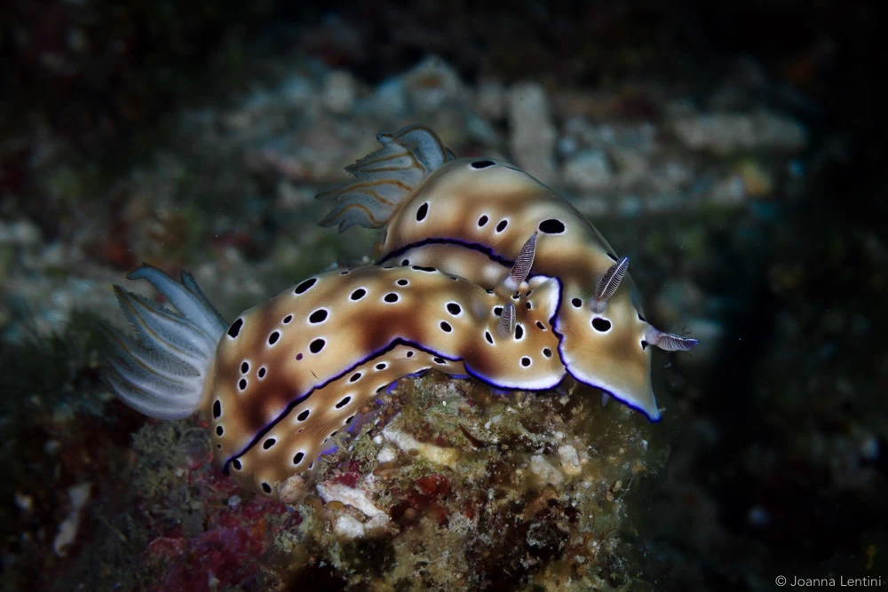 nudibranch, Joanna Lentini, underwater photography, macro photography, indonesia, muck diving