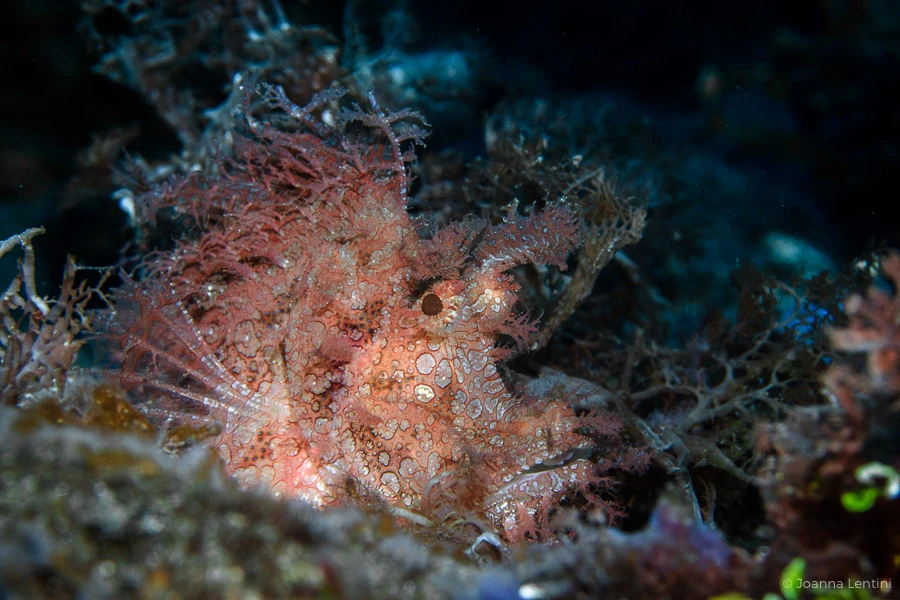 rhinopias, joanna lentini, muck diving, macro underwater photography
