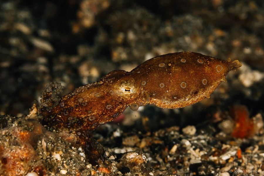 blue-ringed octopus, joanna lentini, underwater macro photography, muck divingo
