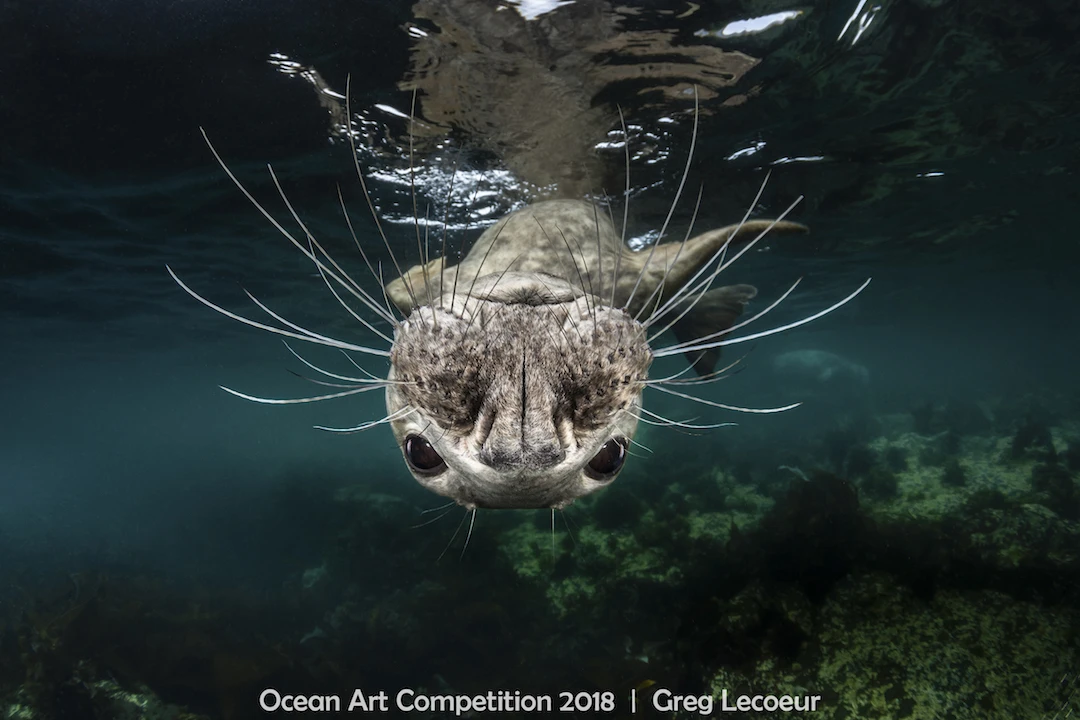 ocean art competition, underwater photography