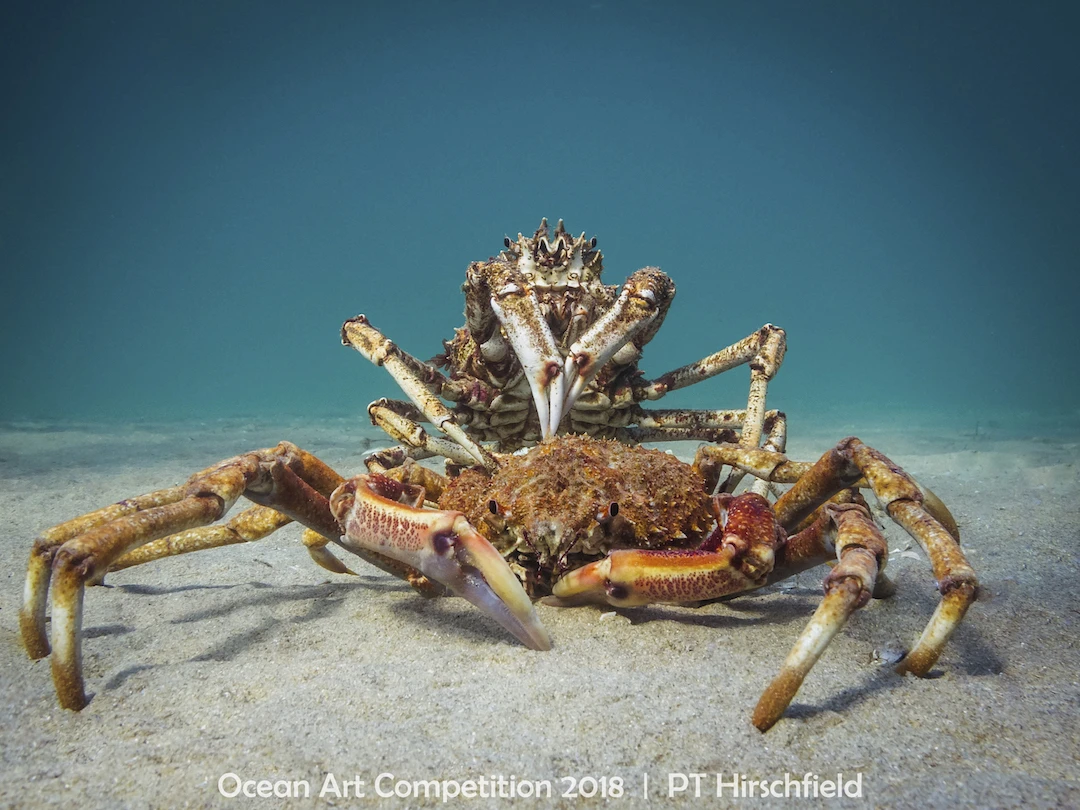 ocean art competition, underwater photography