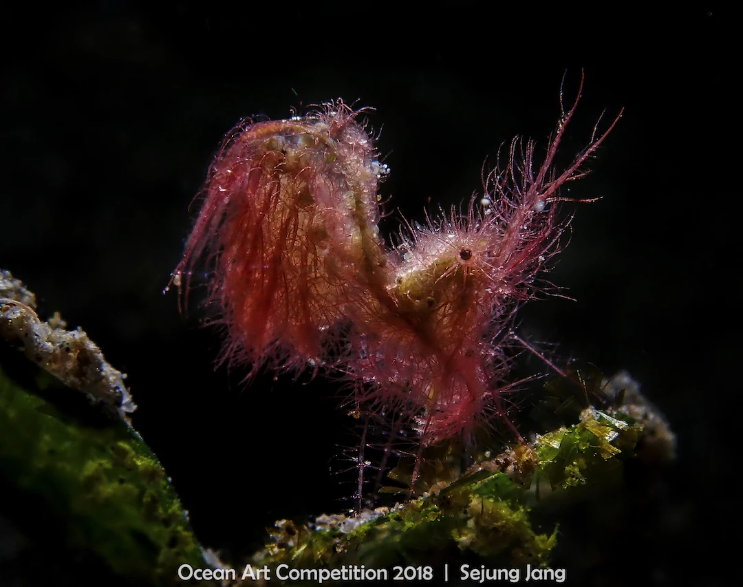 ocean art competition, underwater photography