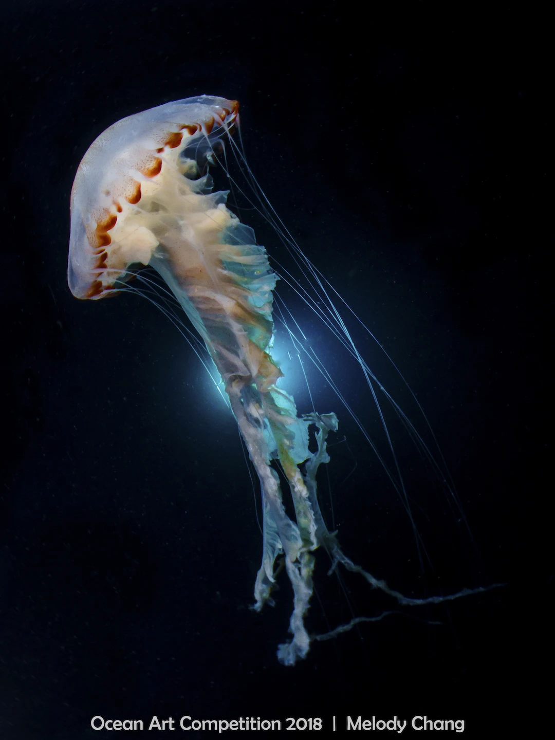 ocean art competition, underwater photography