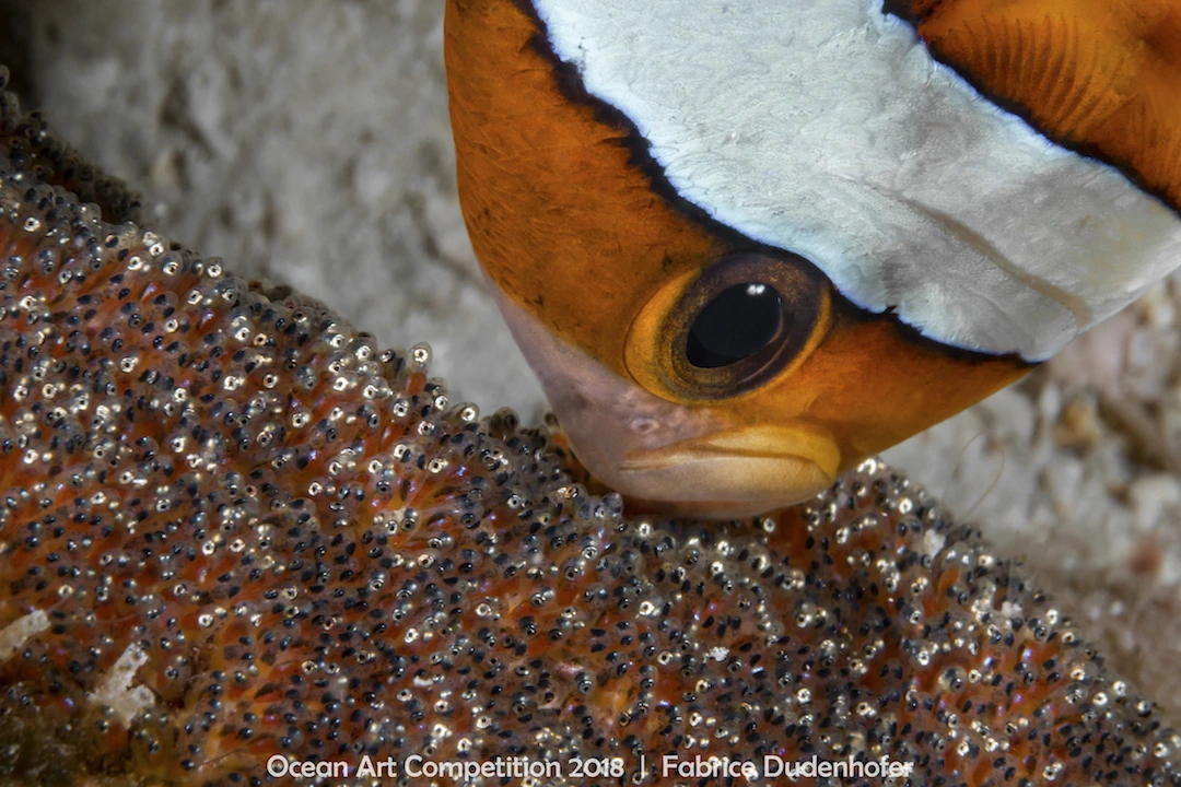 ocean art competition, underwater photography