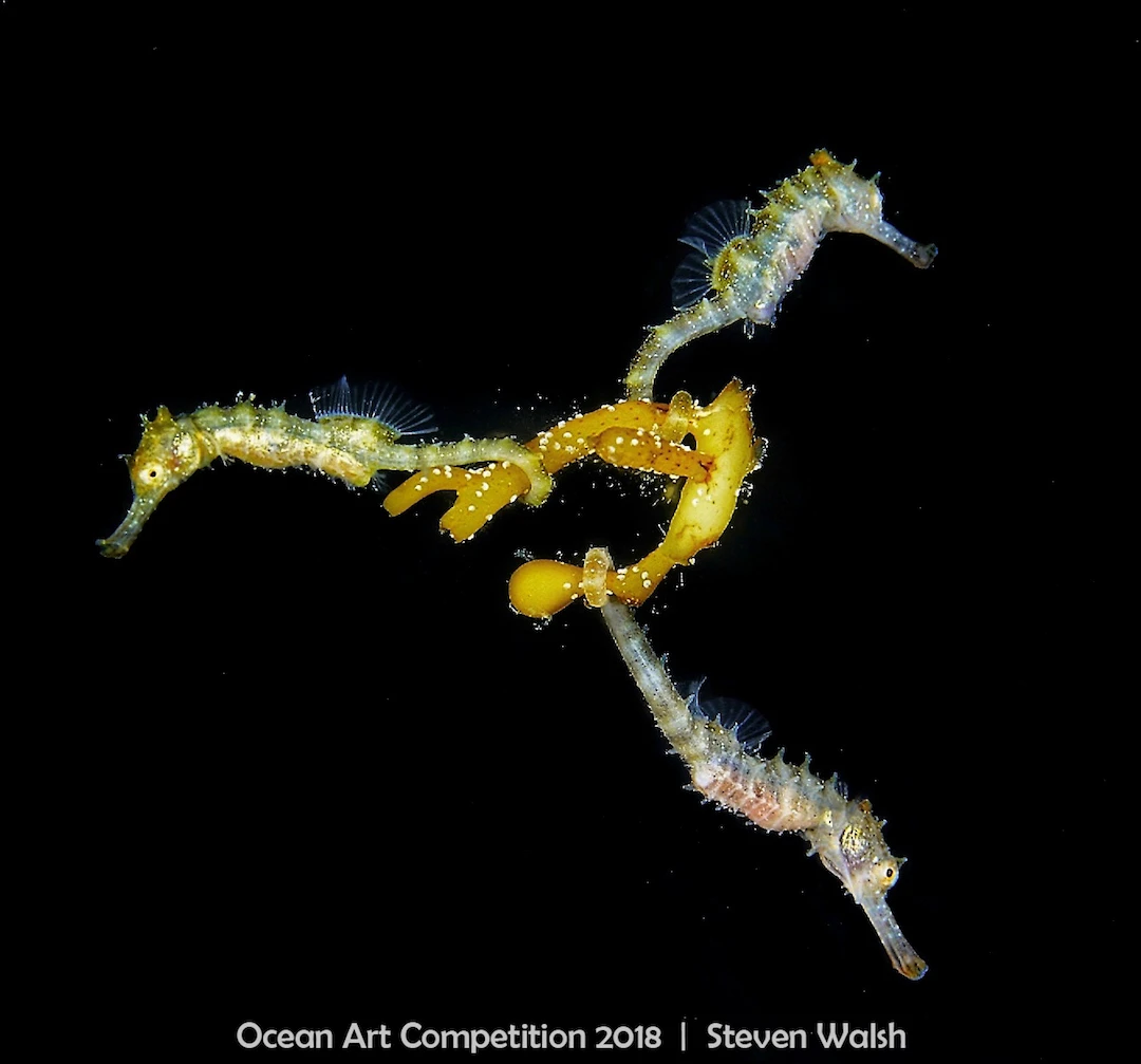 ocean art competition, underwater photography