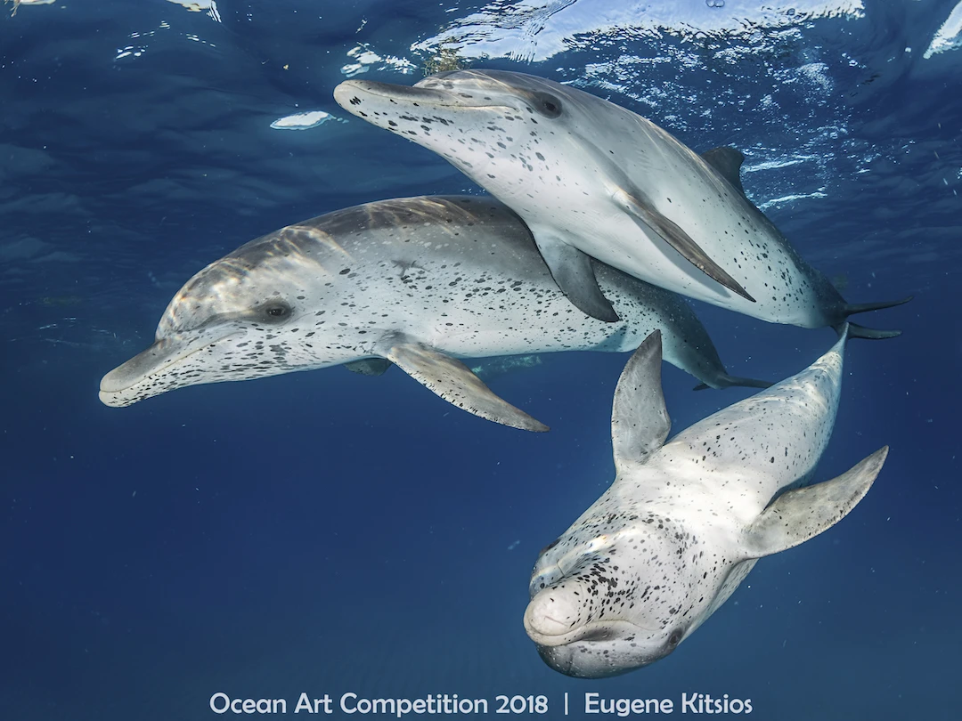 ocean art competition, underwater photography