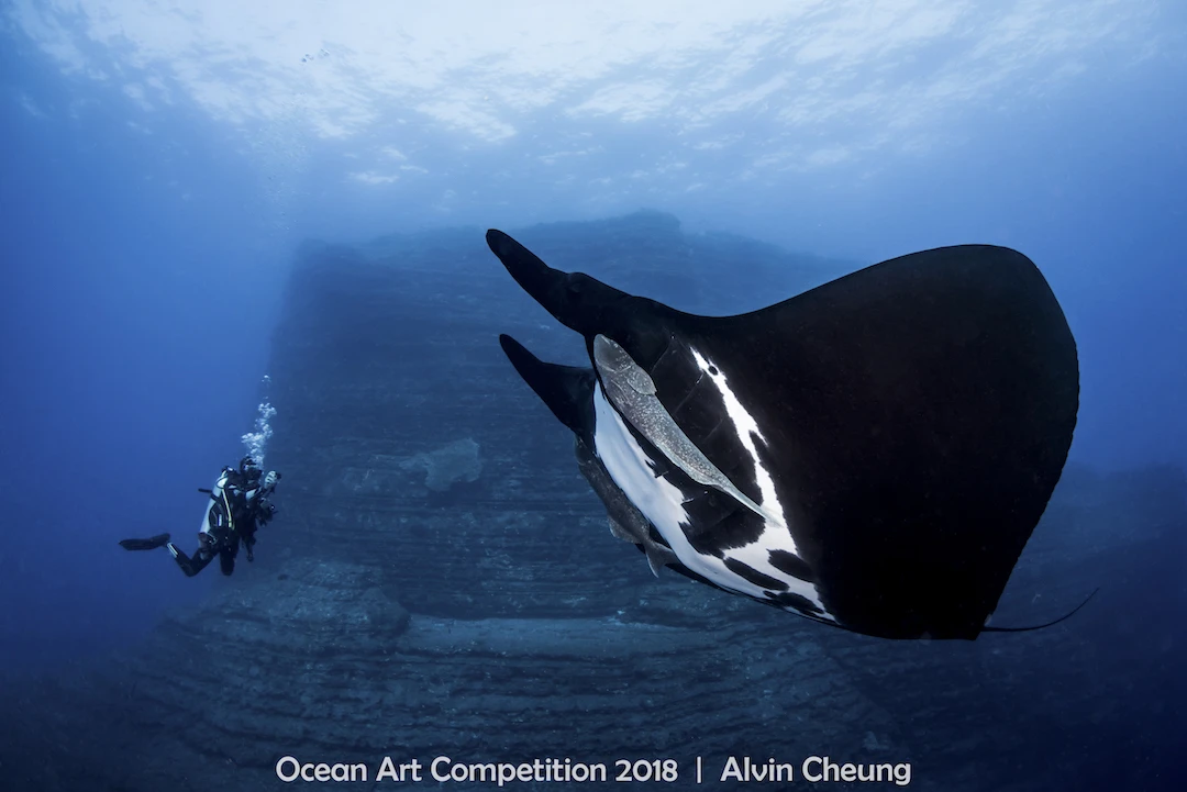 ocean art competition, underwater photography