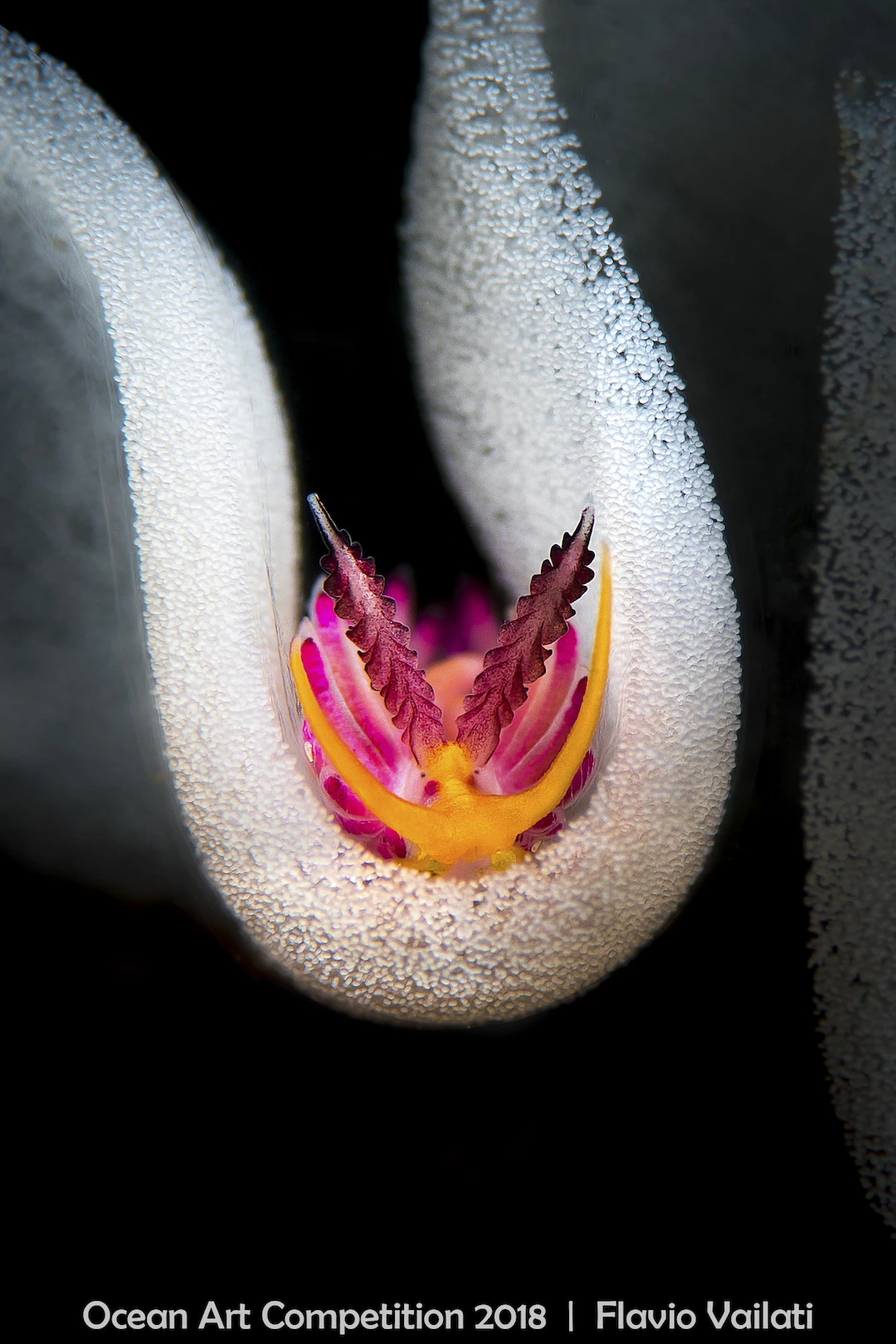 ocean art competition, underwater photography