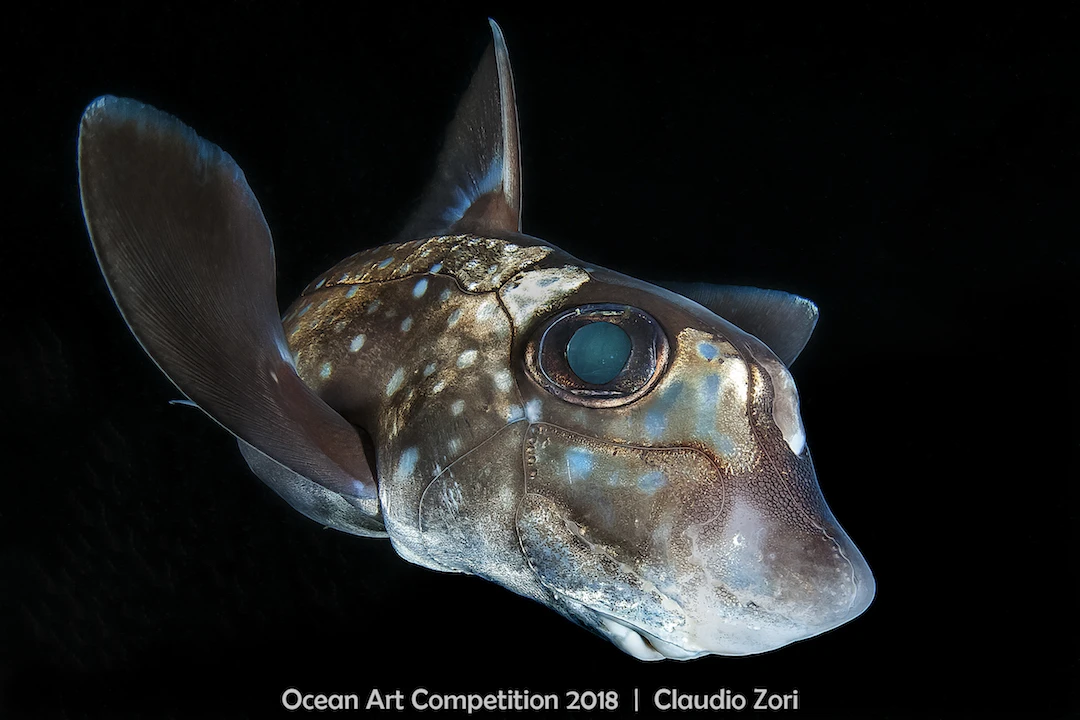 ocean art competition, underwater photography