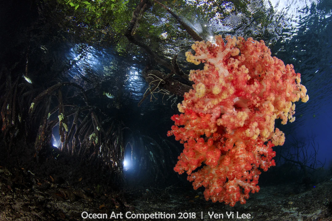 ocean art competition, underwater photography