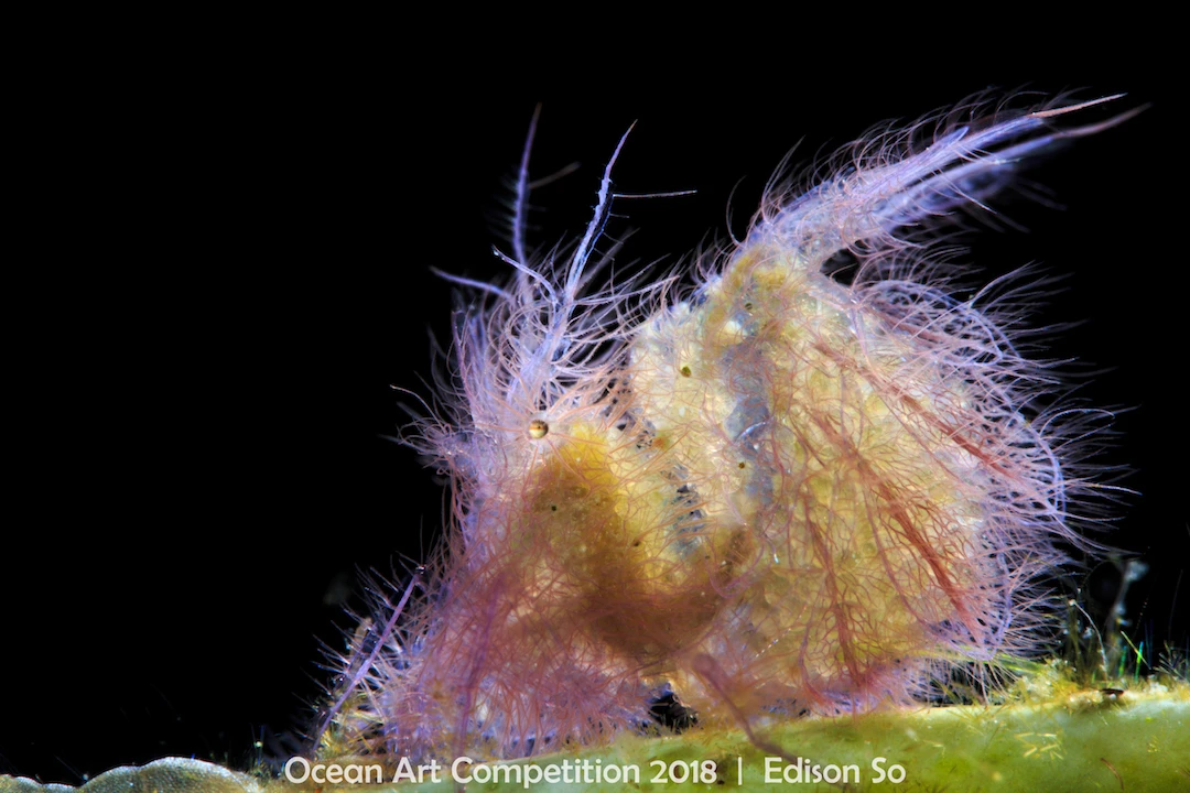 ocean art competition, underwater photography