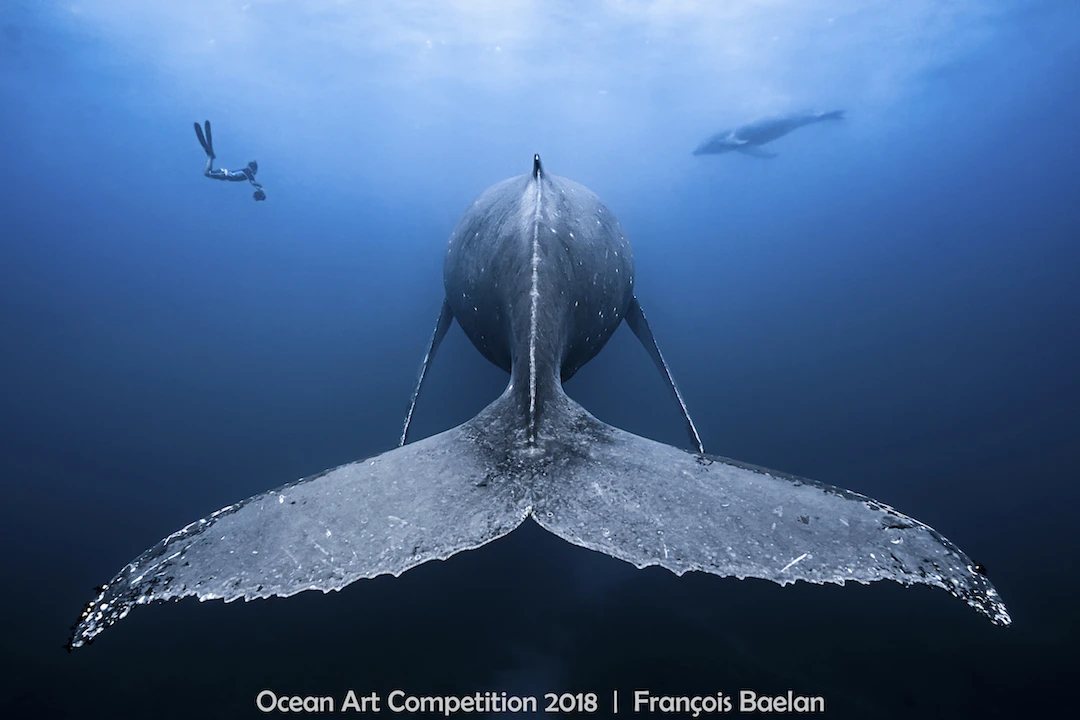 ocean art competition, underwater photography