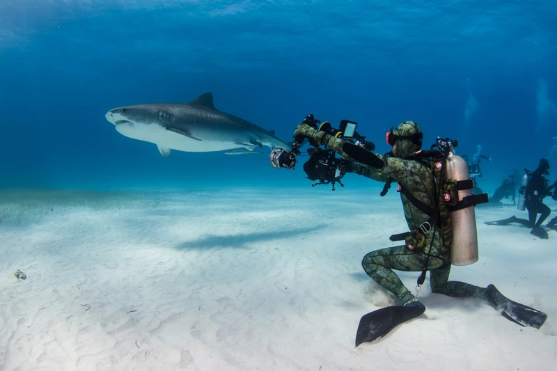 Joanna Lentini, underwater photography, staying safe when photographing sharks