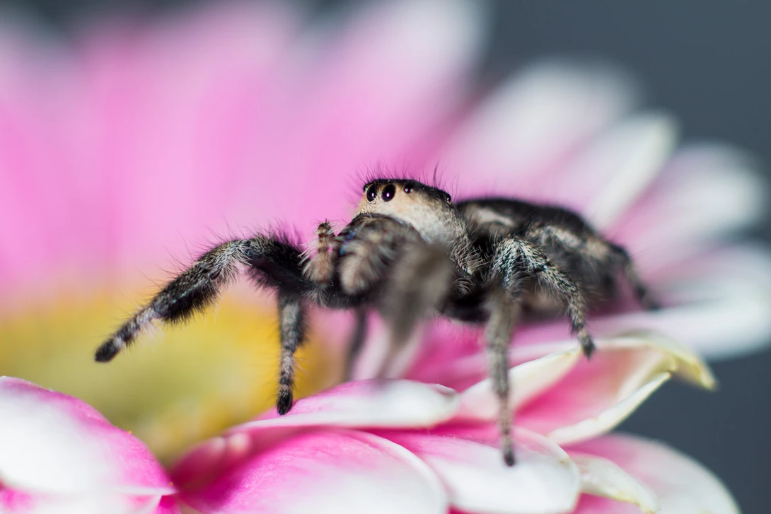 Figure 4: Focusing on the eyes will help improve your macro images.