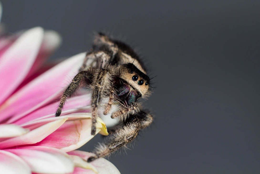 Figure 5: Using a higher F-stop to get your subjects head is in focus.