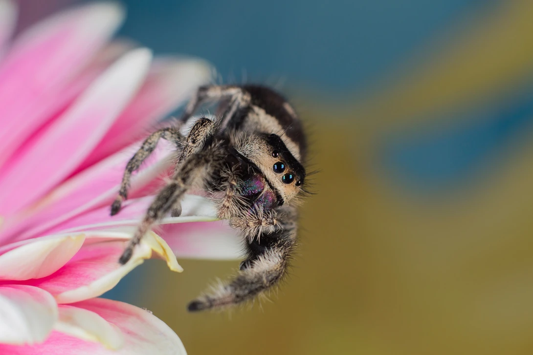 Figure 6: A colour full background can improve your macro shots.