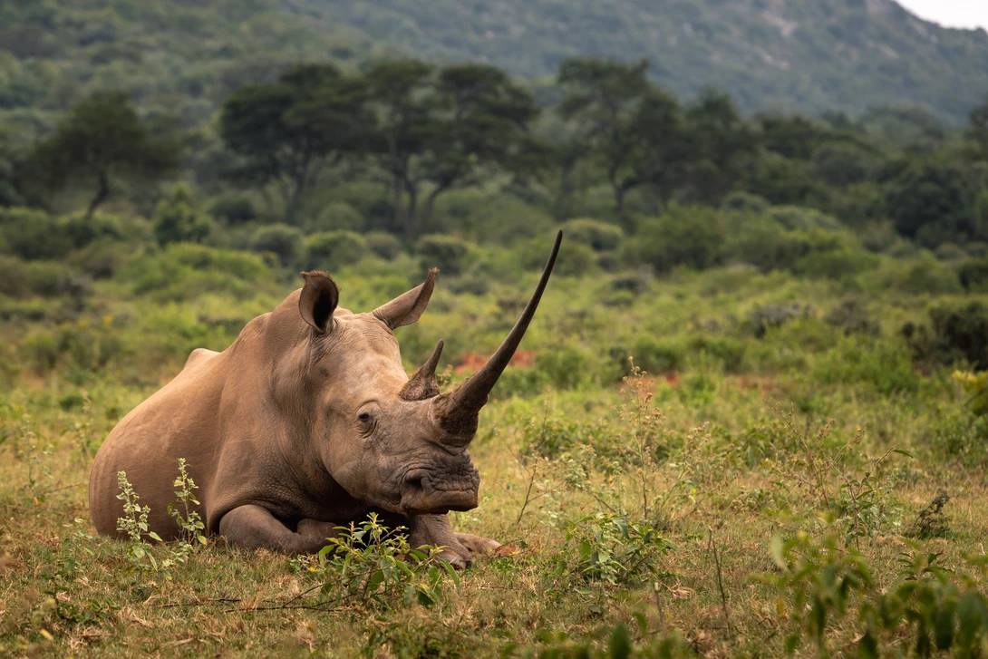 larger white rhino with enormous horn