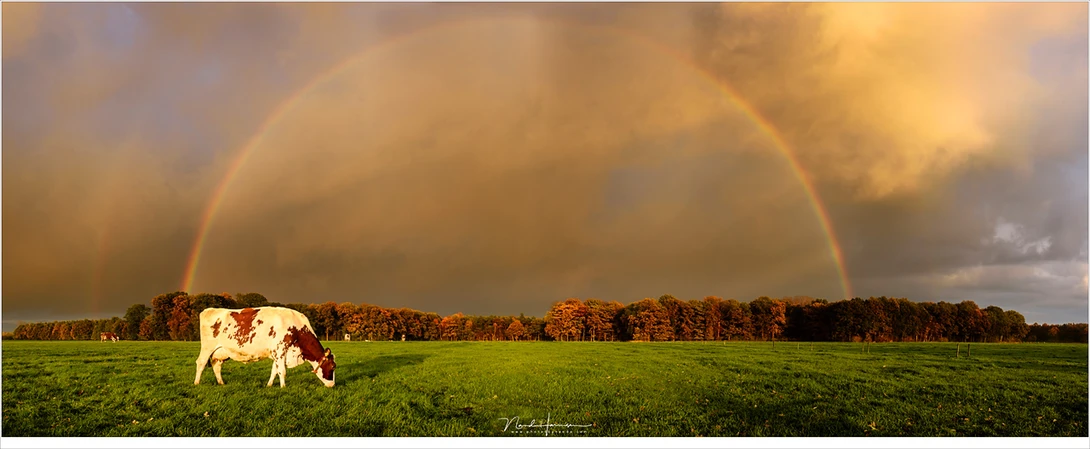 A Dutch landscape; rainy skies and a cow. A panorama shot during sunset (Nikon D810 with 35mm | ISO180 | f/9 | 1/40 - zeven vertical images stiched)