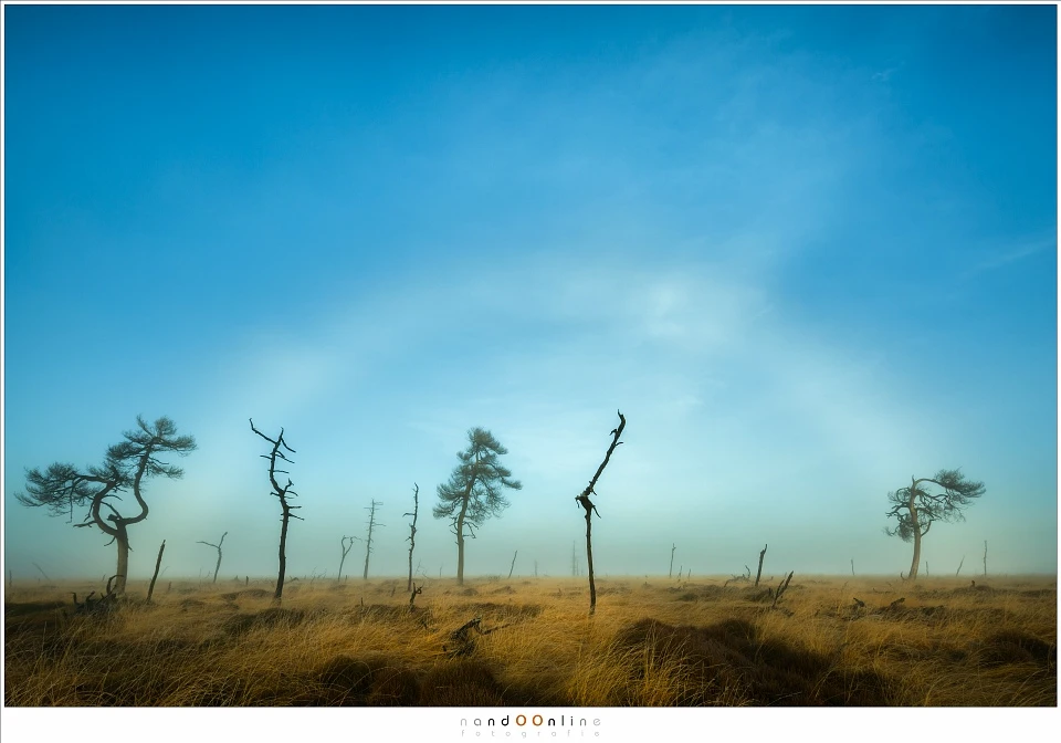A fogbow early in the morning after sunrise at the Skeleton Trees of Noir Flohay. (Canon EOS 5D3 with TS-E17mm shifted | ISO100 | f/13 | 1/80)