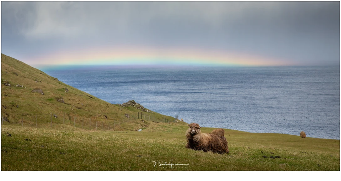 Take a picture of the rainbow and then you can take your time to search for a nice composition. I managed to capture one, together with one of the many sheep at the Faroe Islands. (Canon EOS 5D4 with 70mm | ISO400 | f/8 | 1/800)