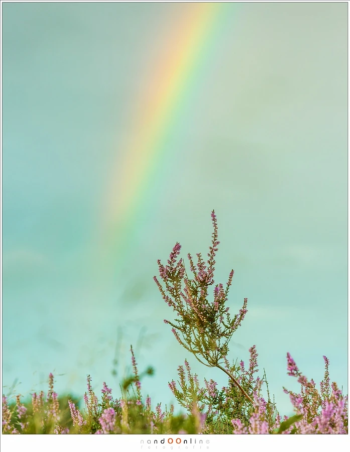 Even with a reasonable small depth of field you can capture the colors of the rainbow. I used it in this picture as a backdrop (Canon EOS 53 with 140mm | ISO200 | f/8 | 1/30)