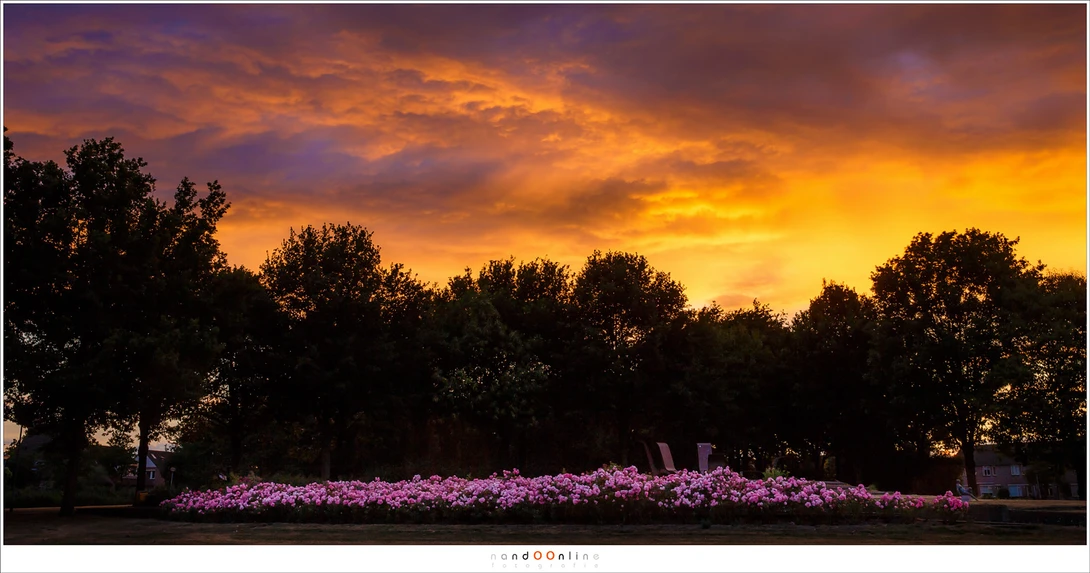 A bed of roses in the park was a nice foreground for the sky that was on fire one evening. A very nice composition, if I may say, just around the corner, in the park (Canon EOS 1Dx + 35mm | ISO100 | f/9 | 1/20)