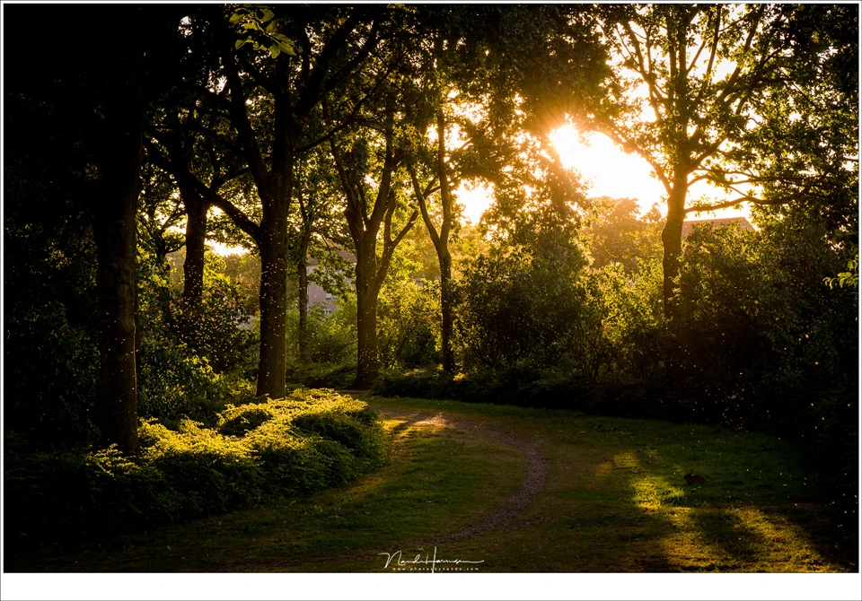 We walked out the dog and I took the camera I was reviewing with me. The sunlight played beautifully between the trees. (Leica SL + 88mm | ISO500 | f/10 | 1/80)