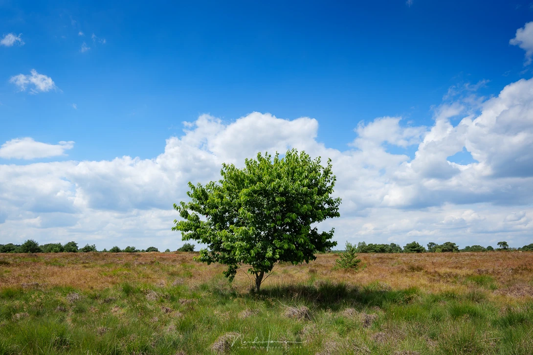 If you cannot find a good subject in the foreground, consider not using a foreground at all. I choose a central composition for this photo. (Panasonic S1 + 24mm | ISO100 | f/11 | 1/125)