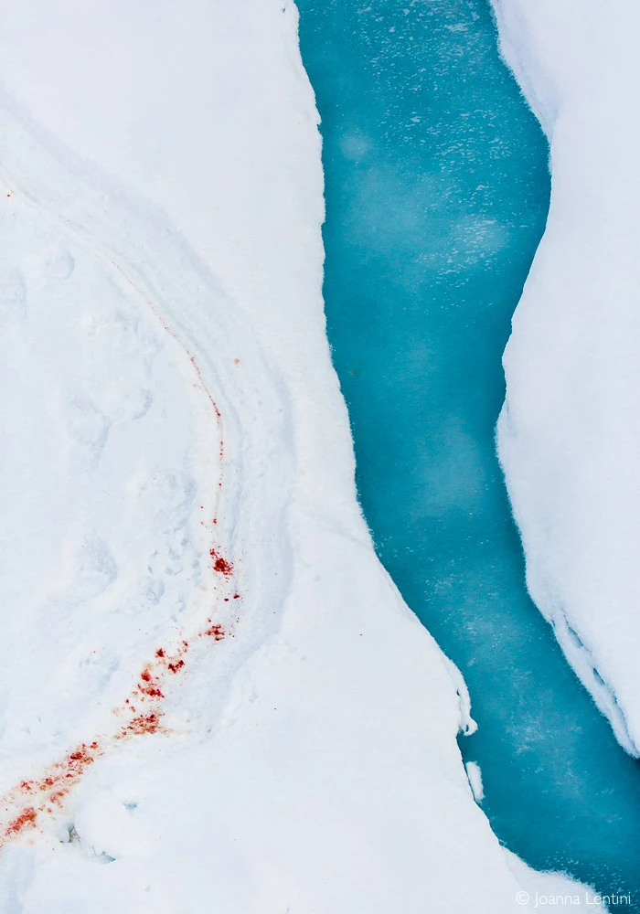 floe of life, behind the image, joanna lentini, arctic photography