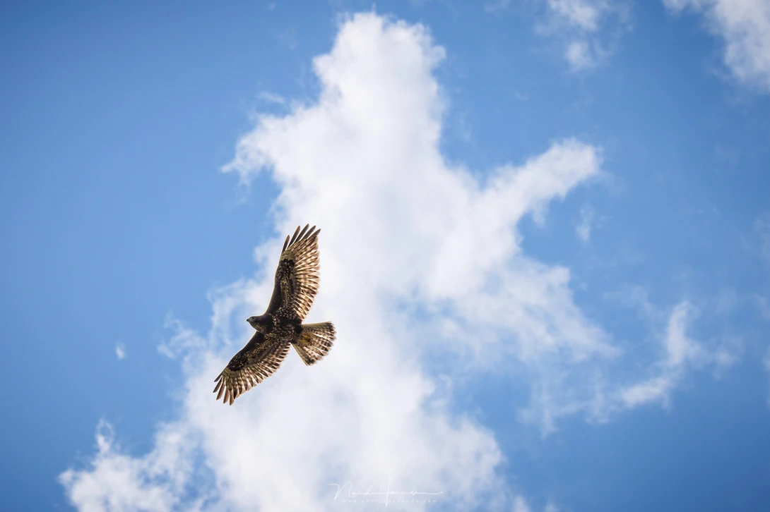 A common buzzard, shot in tracking mode. It worked very good, even with a strong backlight. (200mm | ISO100 | f/10 | 1/1600sec)